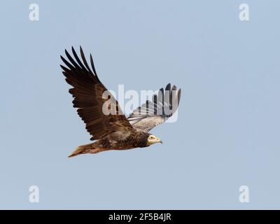 Ägyptischer Geier - Jugendliche im Flug Neophron percnopterus Rajasthan, Indien BI031974 Stockfoto