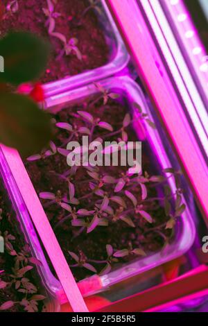 Tomatensämlinge wachsen in Kunststoffkisten unter Phytolampenbeleuchtung. Draufsicht. Innenanbau Stockfoto