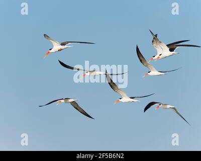 Indian Skimmer - Flock im Flug Rynchops albicollis Rajasthan, Indien BI032021 Stockfoto