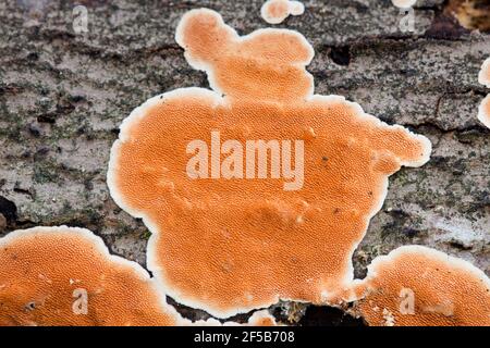 Stecherinum Zahnpilz auf Baumrinde - USA Stockfoto