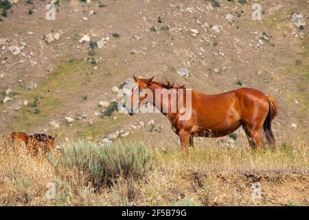 Im Sommer grast ein schönes Lorbeerpferd von roter Farbe in den Bergen. Stockfoto