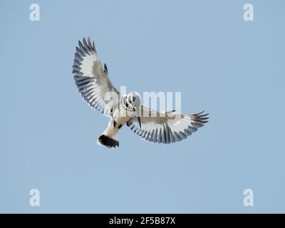 Pied Kingfisher - Hovering Ceryle rudis Rajasthan, Indien BI032045 Stockfoto