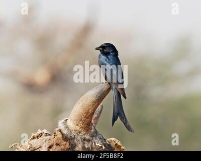 Schwarzer Drongo Dicrurus macrocercus Rajasthan, Indien BI032053 Stockfoto