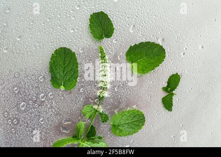 Blühende Minze Zweige in Tropfen auf einem grauen Metall-Hintergrund, Draufsicht und Copy Space. Stockfoto