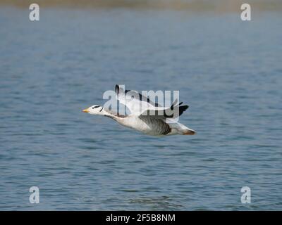 Bar-headed Goose - im Flug über den Fluss Anser indicus Rajasthan, Indien BI032067 Stockfoto