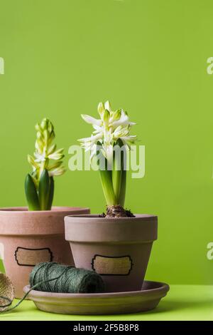Frühlingskonzept, Hyazinthe im Topf Gartengeräte für, Gummihandschuhe, Seil, Gießkanne auf grün Stockfoto