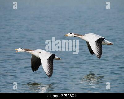 Bar-headed Goose - im Flug über den Fluss Anser indicus Rajasthan, Indien BI032069 Stockfoto