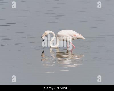 Größere Flamingo Phoenicopterus roseus Rajasthan, Indien BI032119 Stockfoto