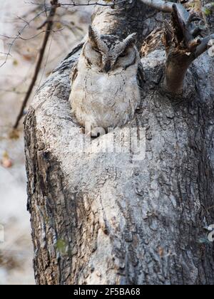 Indian Scops Owl Otus bakkamoena Rajasthan, Indien BI03203 Stockfoto