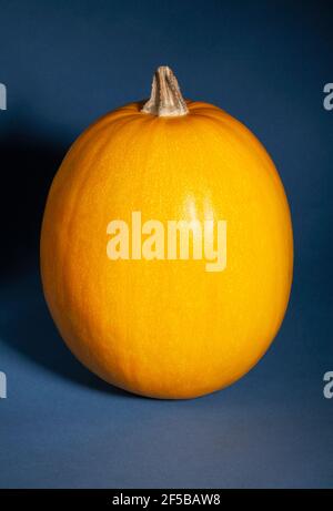 Spaghetti Squash auf blauem Hintergrund Stockfoto