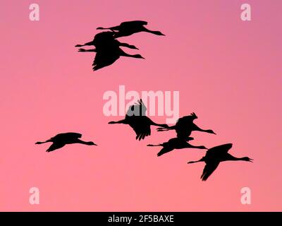 Demoiselle Crane - Morgenröte Flug Grus virgo Khichan, Rajasthan, Indien BI032345 Stockfoto