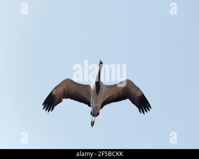 Demoiselle Crane - im Flug Grus virgo Khichan, Rajasthan, Indien BI032674 Stockfoto