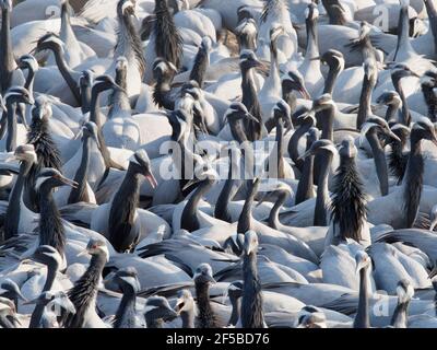 Demoiselle Crane - Packed Fütterung Herde Grus virgo Khichan, Rajasthan, Indien BI032730 Stockfoto