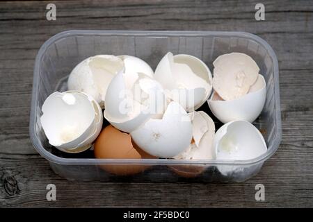 Eierschalen in einem Plastikbehälter auf einem hölzernen Hintergrund. Sammlung von Eierschalen Nahaufnahme. Stockfoto