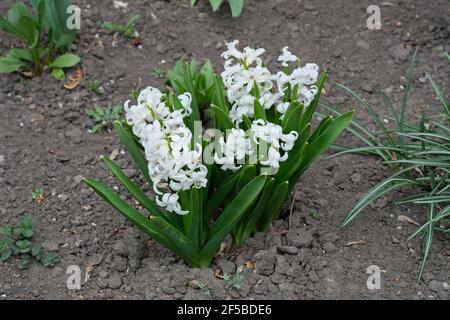 Weiße Hyazinthen in einem Blumenbeet im frühen Frühjahr. Blühende Hyazinthen wachsen auf dem Boden. Pflanzen von Hyazinthen im Frühling im Freien. Stockfoto