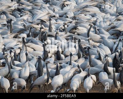 Demoiselle Crane - massierte Herde an der Futterstation Grus virgo Khichan, Rajasthan, Indien BI032771 Stockfoto