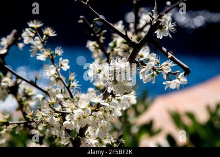 bush mit weißen Blüten im Frühling Stockfoto