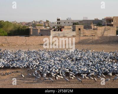 Demoiselle Crane Center Grus virgo Khichan, Rajasthan, Indien BI032817 Stockfoto