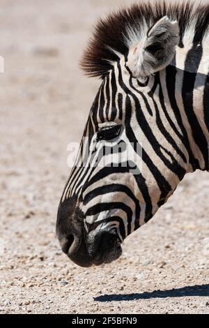 Vertikale Nahaufnahme eines schönen Zebra-Gesichts Stockfoto
