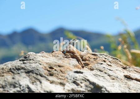 Südliches Kap Agama Lizard Sonnen im Jonkershoek Nature Reserve Stellenbosch Stockfoto