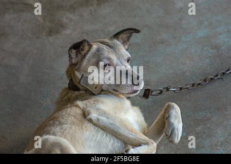 Mongrel Hund in Metallketten im Sommer Tageslicht. Wachhund schützt das Haus Stockfoto