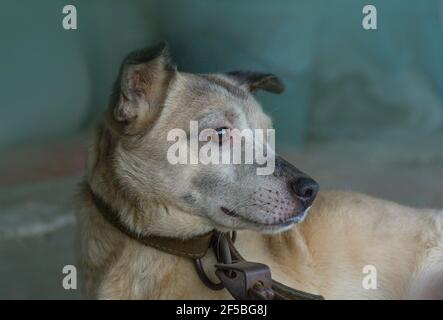 Mongrel Hund auf einer Kette neben einem hölzernen Stand. Wachhund schützt das Haus. Verketteten Hund wartet auf freigegeben werden. Stockfoto