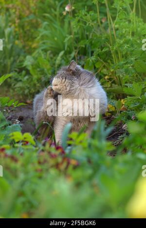 Langhaarige Katze kratzt Fell auf dem Boden im Park. Kitty kratzt Ohren auf der Natur. Stockfoto