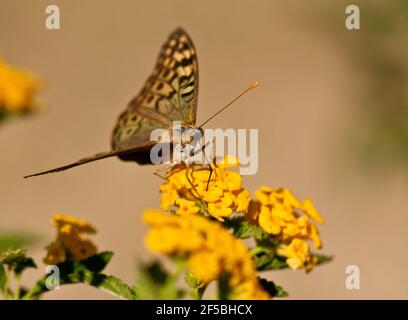 Schmetterling in einer gelben Blume, der Lebensraum der Natur Stockfoto