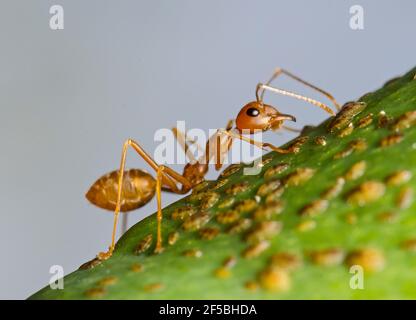 Riesige rote Ameise auf einem Baum, Senegal, Afrika. Stockfoto