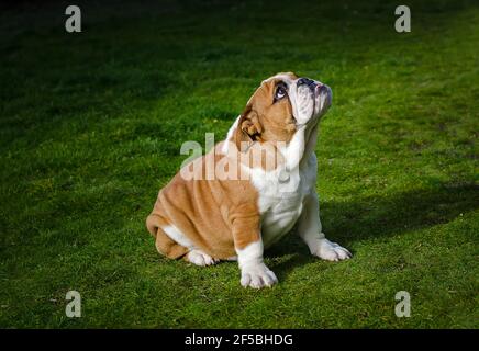 Englische Bulldogge wartet im Gras Stockfoto