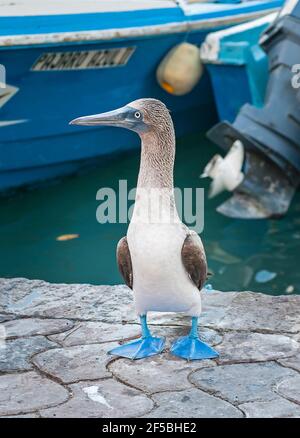 Blau Footed Sprengfallen, Galapagos-Inseln, Ecuador Stockfoto