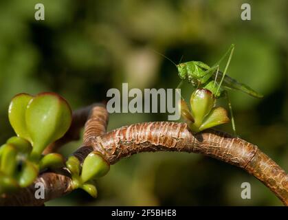 Grasshopper auf grünem Blatt, Makro Nahaufnahme Stockfoto