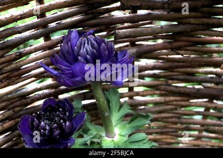 Anemone coronaria ‘Fullstar Blue’ Poppy Anemone Fullstar Blue – mehrschichtige, doppellilafarbene Blume, März, England, Großbritannien Stockfoto