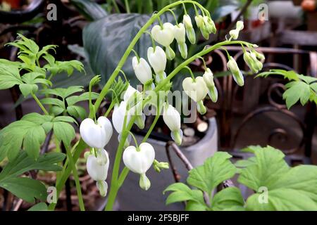 Lamprocapnos spectabilis ‘Alba’ Dicentra spectabilis Alba – weiße herzförmige Blüten mit farnem Laub, März, England, Großbritannien Stockfoto