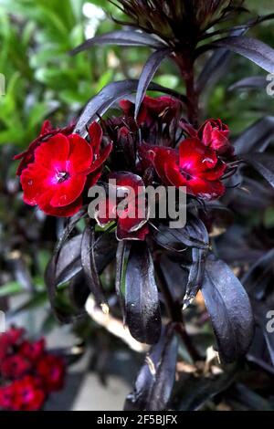 Dianthus barbatus nigrescens ‘Sooty’ Sweet William Sooty – blutrote Blüten mit dunkelgrünen, schwarzen, lanzenförmigen Blättern March, England, Großbritannien Stockfoto