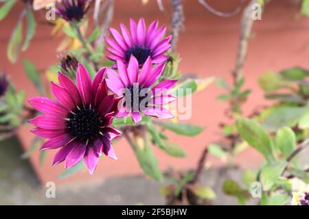 Osteospermum ecklonis ‘Tradewinds Deep Purple’ dunkelviolette afrikanische Gänseblümchen – regnerisch verwüstete violette Gänseblümchenähnliche Blume mit schwarzem Zentrum, März, England, Großbritannien Stockfoto