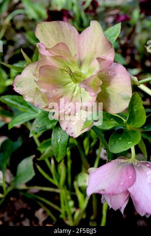 Helleborus x hybridus ‘Double Ellen Pink’ Double Pink Hellebores – nickende doppelte lila rosa Blüten, März, England, UK Stockfoto