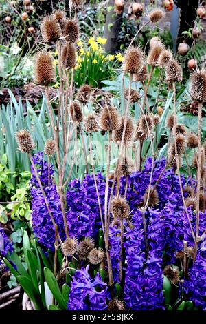 Hyacinthus orientalis ‘Peter Stuyvesant’ Dipsacus fullonum Hyacinth Peter Stuyvesant – dunkelviolette Blüten und Teelöffel, März, England, Großbritannien Stockfoto