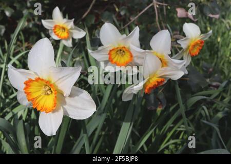 Narcissus ‘Verger’ Division 3 Narzissen-Narzissen-Narzissen-Narzissen-Narzissen – weiße Blütenblätter und goldene Tasse mit orangefarbenem Rand, März, England, Großbritannien Stockfoto