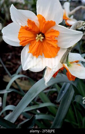 Narcissus ‘Orangery’ Division 11a Narzissen mit geteiltem Kragen, Orangery-Narzissen - weiße Blütenblätter und orangefarbener Spaltbecher, März, England, Großbritannien Stockfoto