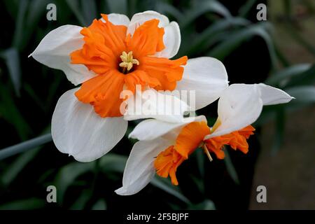 Narcissus ‘Orangery’ Division 11a Narzissen mit geteiltem Kragen, Orangery-Narzissen - weiße Blütenblätter und orangefarbener Spaltbecher, März, England, Großbritannien Stockfoto