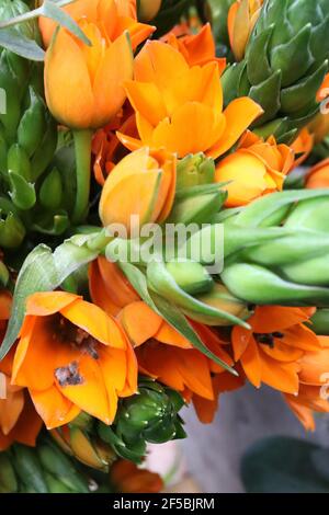 Ornithogalum dubium ‘Orange Queen’ Star of Bethlehem – orange sternförmige Blüten, März, England, Großbritannien Stockfoto