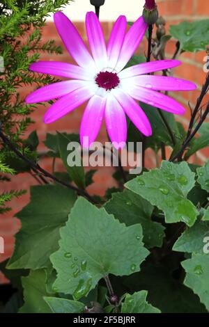 Pericallis x hybrida Senetti Magenta Bicolor - lebendige magentafarbene Blüten mit weißem Halo, März, England, UK Stockfoto