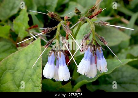 Symphytum ibericum ‘Wisley Blue’ Iberian comfrey Wisley Blue – bogenförmige Blütenstände aus blauen und weißen glockenförmigen Blüten, März, England, Großbritannien Stockfoto