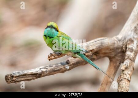 Grüner Bienenfresser, Merops orientalis, Single adult thront auf Zweig, Udawalawe, Sri Lanka Stockfoto