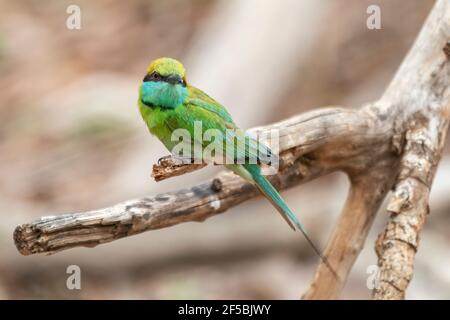 Grüner Bienenfresser, Merops orientalis, Single adult thront auf Zweig, Udawalawe, Sri Lanka Stockfoto