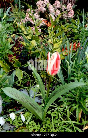 Tulipa ‘the First’ Kaufmanniana 12 die erste Tulpe – cremige weiße Tulpen mit rotem Flush, gelber Basis, März, England, Großbritannien Stockfoto