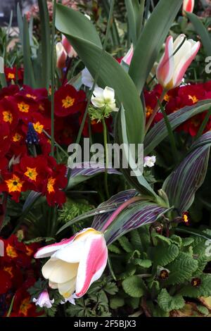 Tulipa ‘the First’ Kaufmanniana 12 die erste Tulpe – cremige weiße Tulpen mit rotem Flush, gelber Basis, März, England, Großbritannien Stockfoto