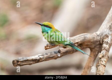 Grüner Bienenfresser, Merops orientalis, Single adult thront auf Zweig, Udawalawe, Sri Lanka Stockfoto