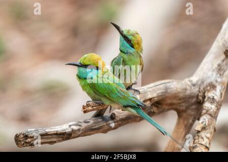 Grüner Bienenfresser, Merops orientalis, zwei Erwachsene auf Zweig, Udawalawe, Sri Lanka thront Stockfoto